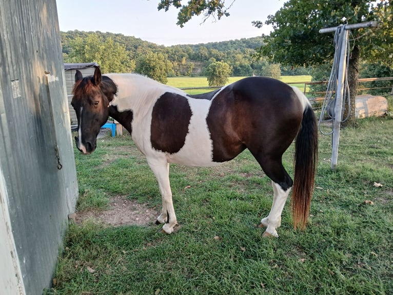 Missouri Foxtrotter Mix Merrie 18 Jaar 142 cm Gevlekt-paard in Salina, Oklahoma