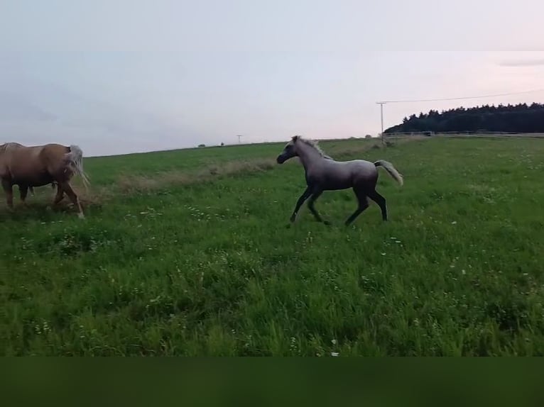 Missouri Foxtrotter Merrie 1 Jaar 151 cm Appelschimmel in Hunzel