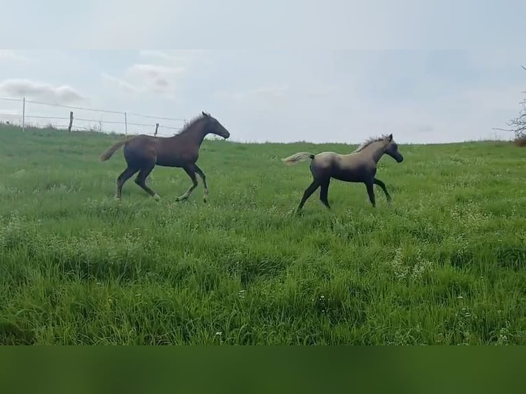 Missouri Foxtrotter Merrie 1 Jaar 151 cm Appelschimmel in Hunzel