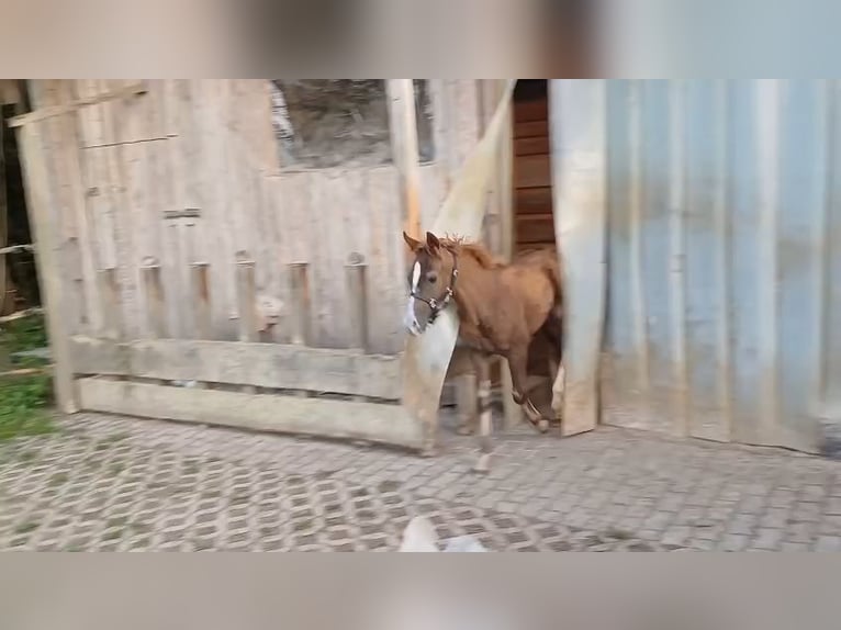 Missouri Foxtrotter Merrie 1 Jaar 153 cm Donkere-vos in Winterwerb