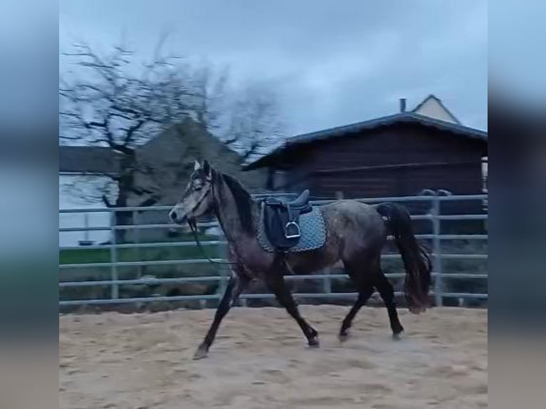 Missouri Foxtrotter Merrie 4 Jaar 156 cm Appelschimmel in Winterwerb
