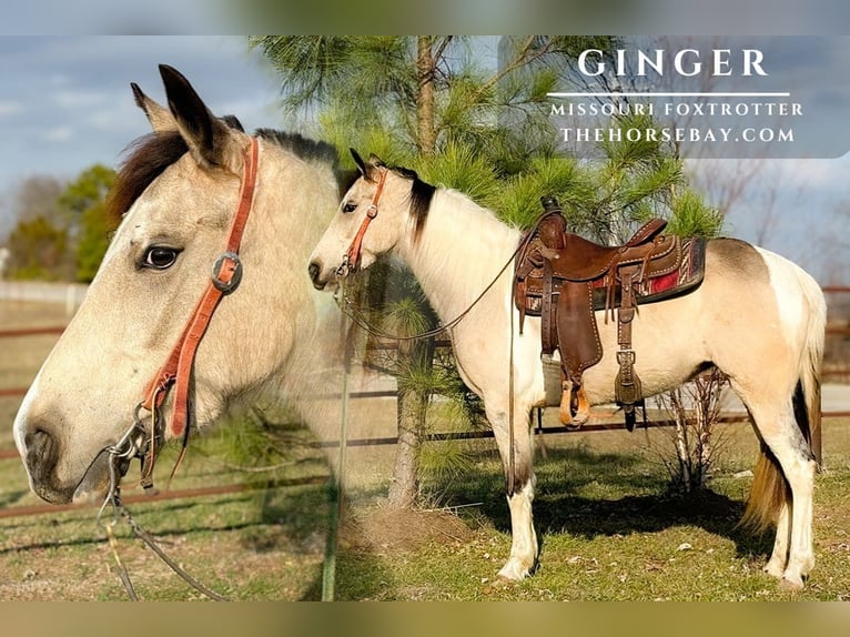 Missouri Foxtrotter Merrie 4 Jaar Buckskin in Houston, MO