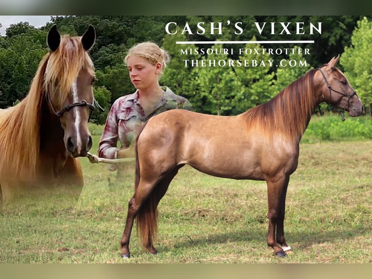 Missouri Foxtrotter Merrie 4 Jaar Champagne in Festus, MO