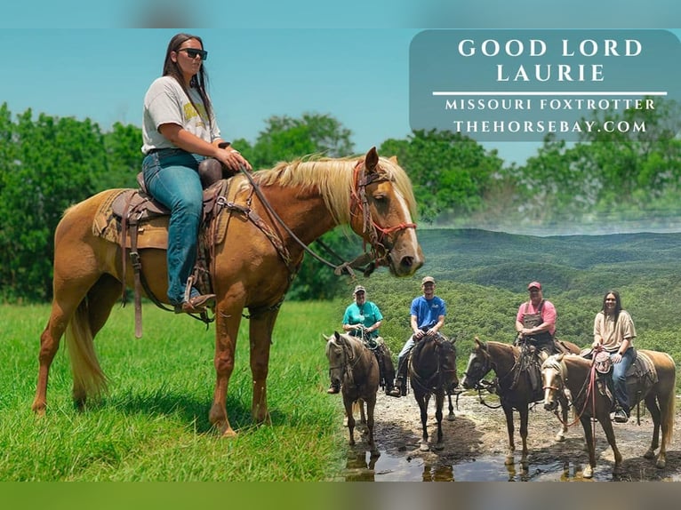 Missouri Foxtrotter Merrie 5 Jaar 147 cm Palomino in West Plains, MO