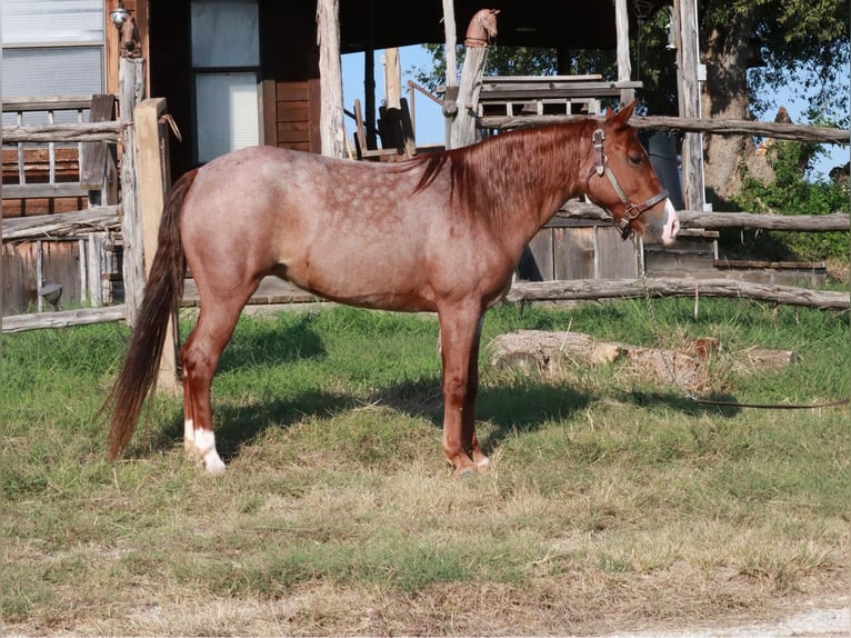 Missouri Foxtrotter Merrie 5 Jaar Roan-Red in Wichita Falls