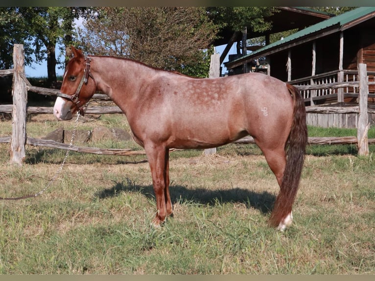 Missouri Foxtrotter Merrie 5 Jaar Roan-Red in Wichita Falls