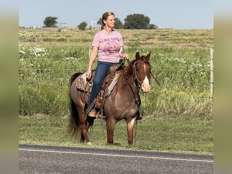 Missouri Foxtrotter Merrie 5 Jaar Roan-Red in Wichita Falls