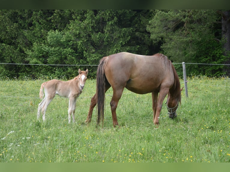 Missouri Foxtrotter Merrie 6 Jaar 150 cm Palomino in Altusried