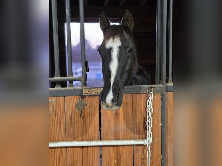 Missouri Foxtrotter Merrie 8 Jaar 142 cm Zwart in Dayton, OH