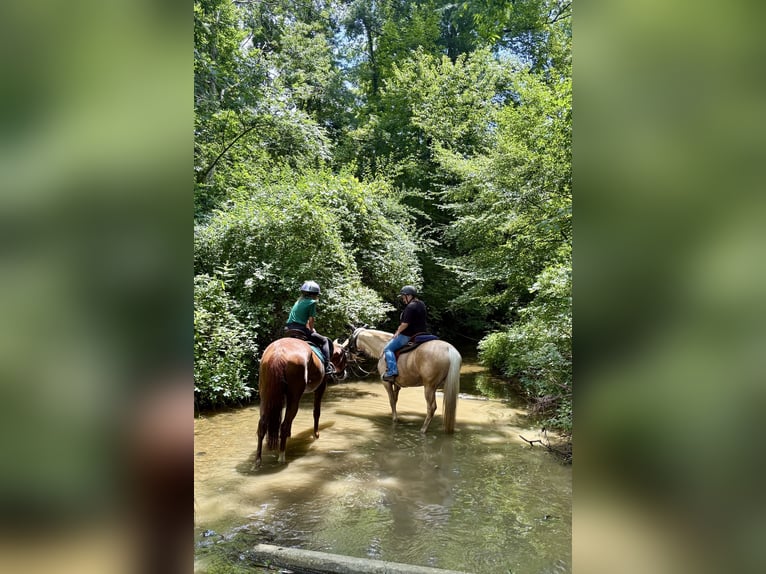 Missouri Foxtrotter Merrie 8 Jaar 152 cm Champagne in Clinton