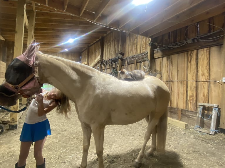 Missouri Foxtrotter Merrie 8 Jaar 152 cm Champagne in Clinton