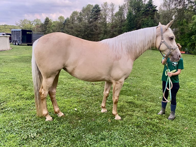 Missouri Foxtrotter Merrie 8 Jaar 152 cm Champagne in Clinton