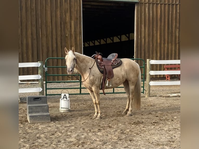 Missouri Foxtrotter Merrie 8 Jaar 152 cm Champagne in Clinton
