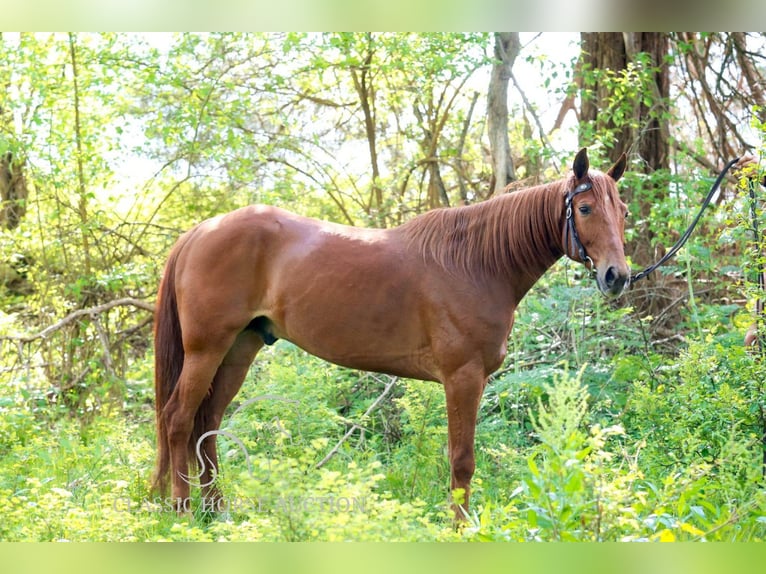 Missouri Foxtrotter Ruin 10 Jaar 152 cm in Wartrace, TN