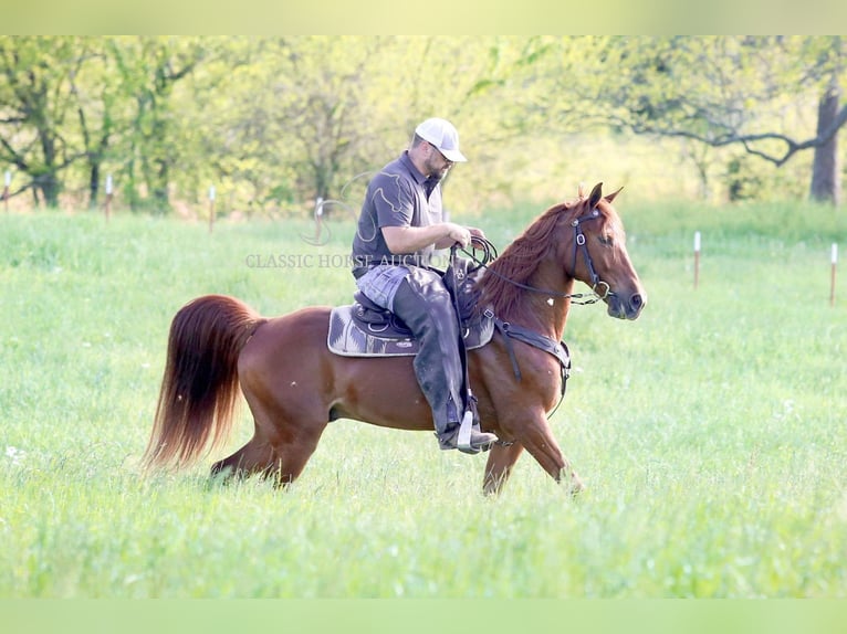 Missouri Foxtrotter Ruin 10 Jaar 152 cm in Wartrace, TN