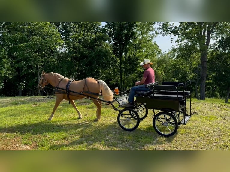 Missouri Foxtrotter Ruin 10 Jaar 155 cm Palomino in Rogersville, MO