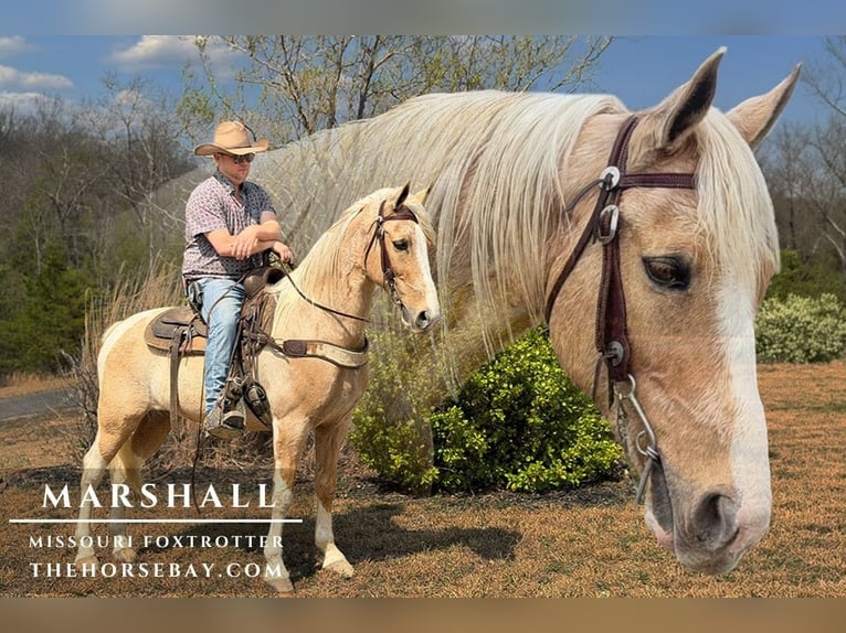 Missouri Foxtrotter Ruin 11 Jaar Palomino in Whitley City, KY
