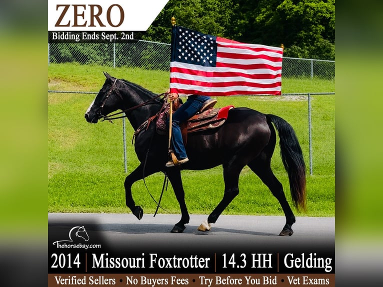 Missouri Foxtrotter Ruin 12 Jaar 150 cm Zwart in Princeton, WV