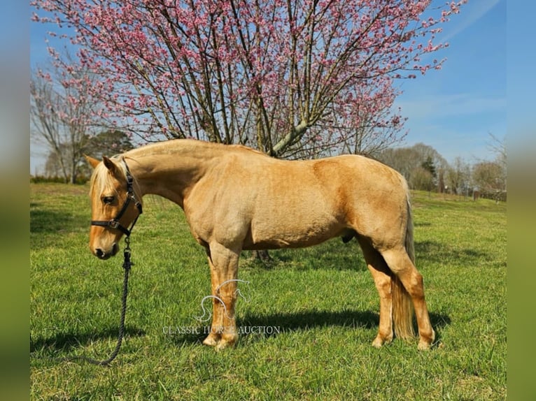 Missouri Foxtrotter Ruin 12 Jaar 152 cm in Gillsville, ga