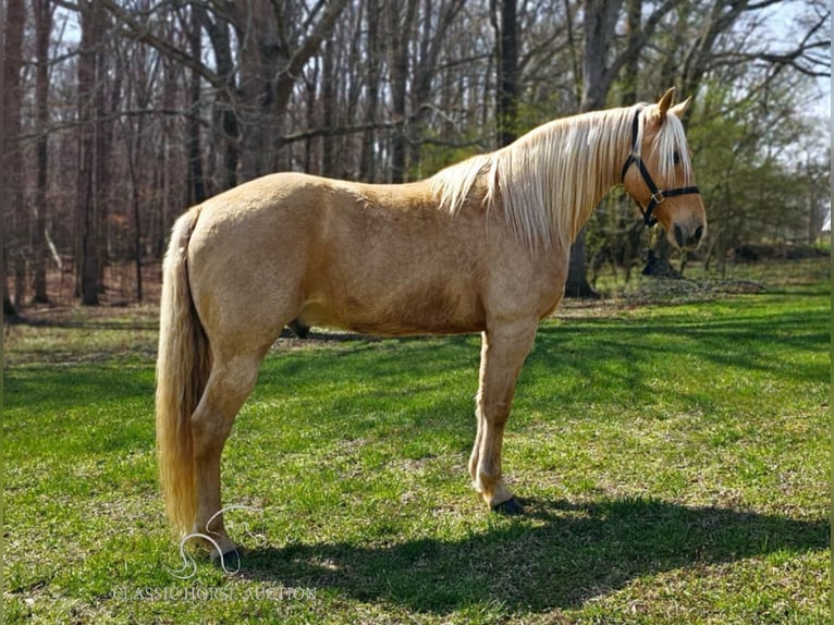 Missouri Foxtrotter Ruin 12 Jaar 152 cm in Gillsville, ga