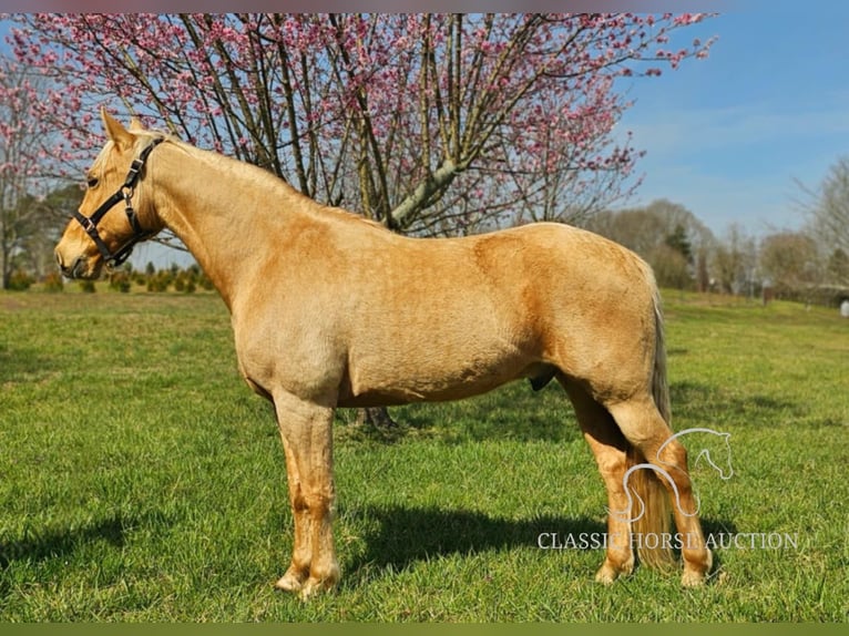 Missouri Foxtrotter Ruin 12 Jaar 152 cm in Gillsville, ga