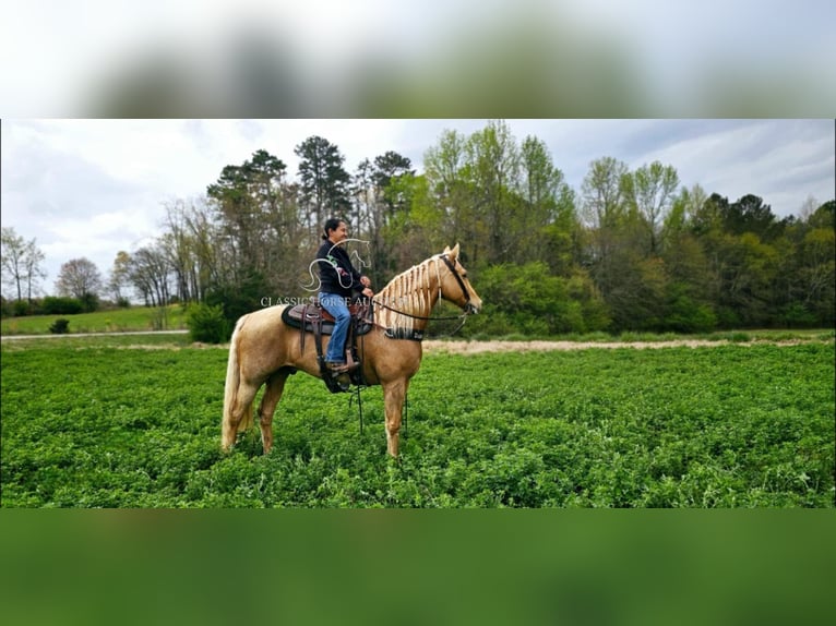 Missouri Foxtrotter Ruin 12 Jaar 152 cm in Gillsville, ga