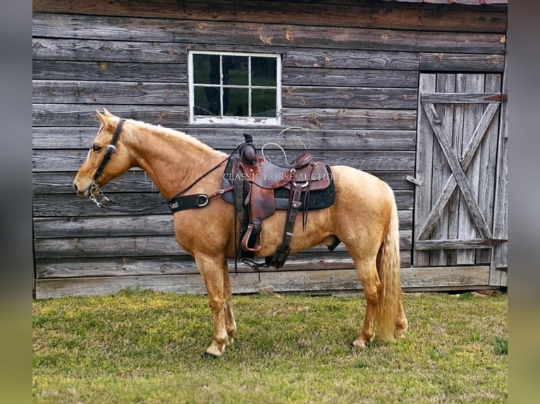 Missouri Foxtrotter Ruin 12 Jaar 152 cm in Gillsville, ga