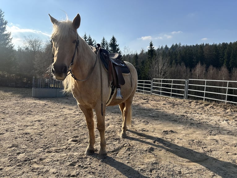 Missouri Foxtrotter Ruin 12 Jaar 153 cm Palomino in Naila