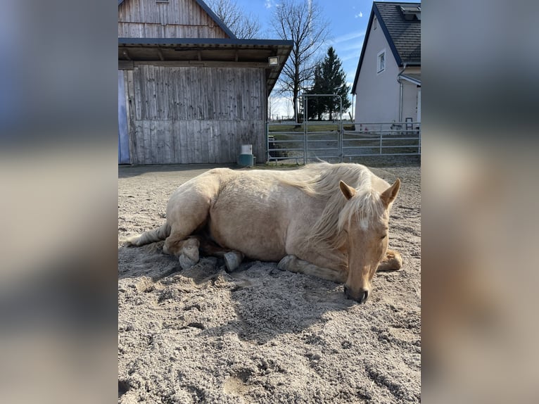 Missouri Foxtrotter Ruin 12 Jaar 153 cm Palomino in Naila