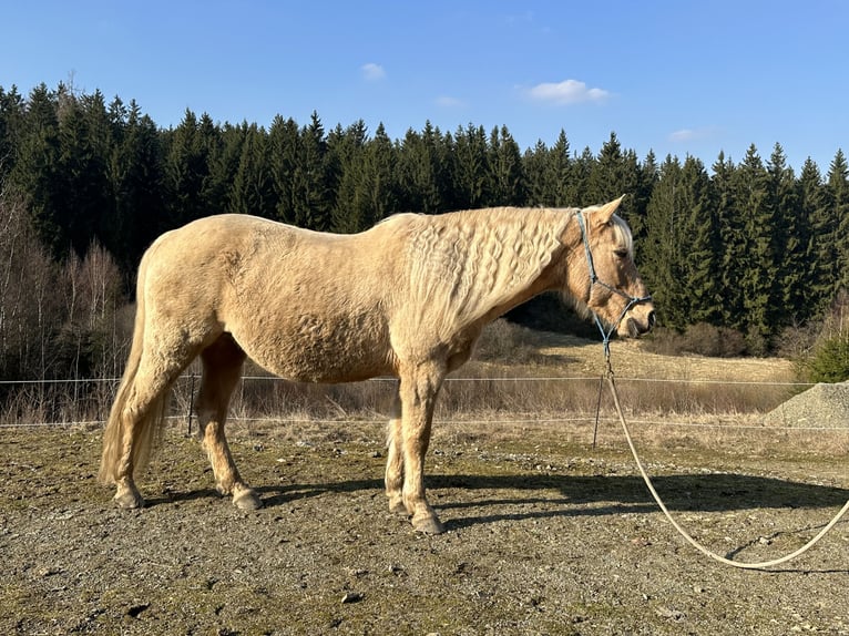 Missouri Foxtrotter Ruin 12 Jaar 153 cm Palomino in Naila