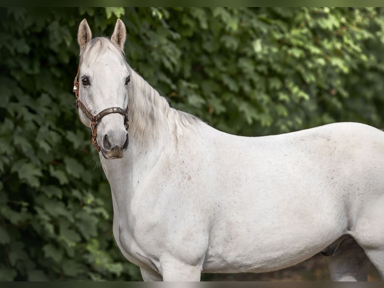 Missouri Foxtrotter Ruin 13 Jaar 160 cm Appelschimmel in Bonn