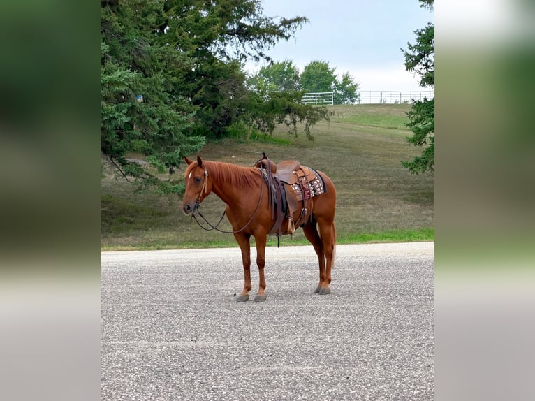 Missouri Foxtrotter Ruin 14 Jaar 152 cm Roodvos in Cannon Falls