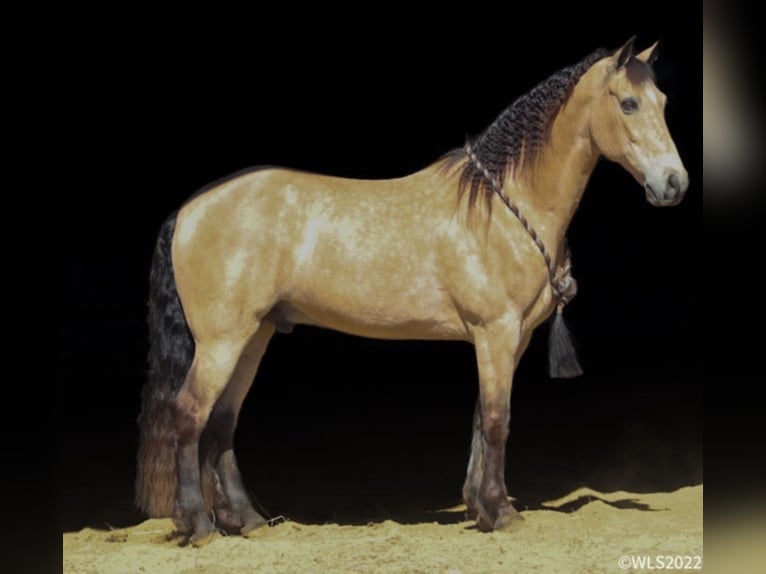 Missouri Foxtrotter Ruin 17 Jaar Buckskin in Brooksville Ky