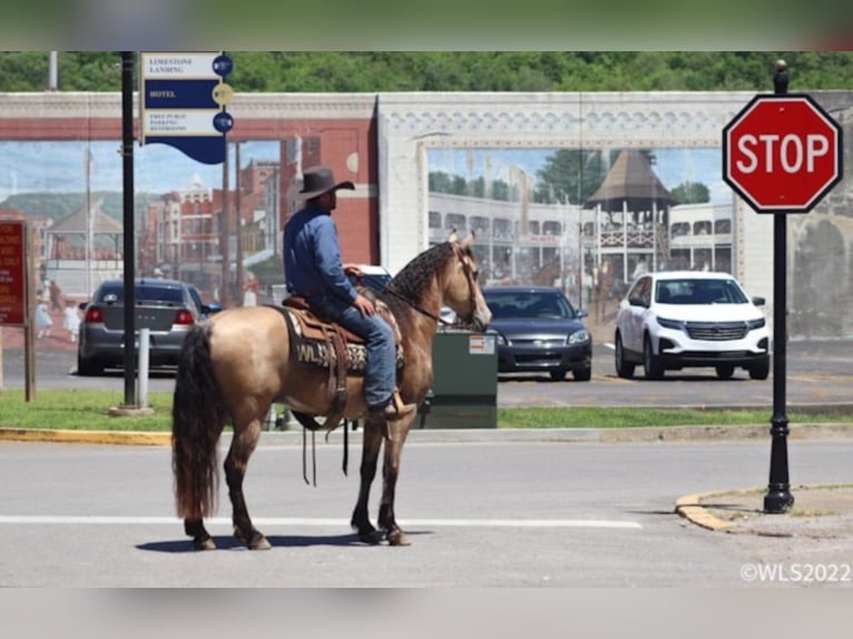 Missouri Foxtrotter Ruin 17 Jaar Buckskin in Brooksville Ky