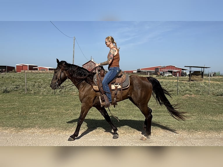 Missouri Foxtrotter Ruin 4 Jaar Zwart in Wichita Falls