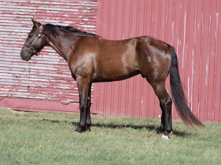 Missouri Foxtrotter Ruin 4 Jaar Zwart in Wichita Falls