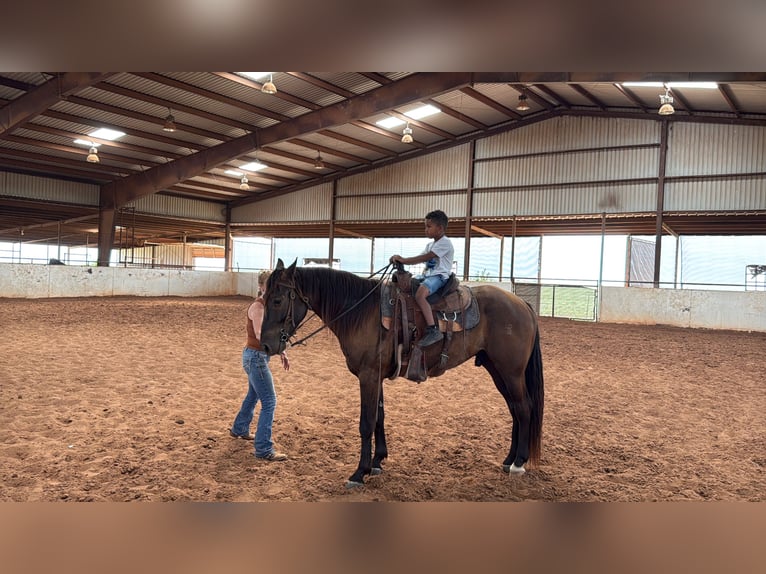 Missouri Foxtrotter Ruin 4 Jaar Zwart in Wichita Falls