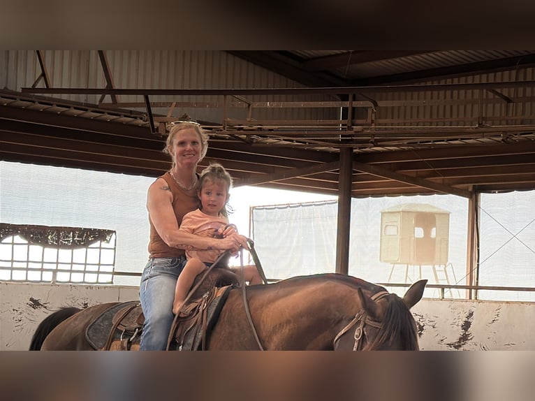Missouri Foxtrotter Ruin 4 Jaar Zwart in Wichita Falls
