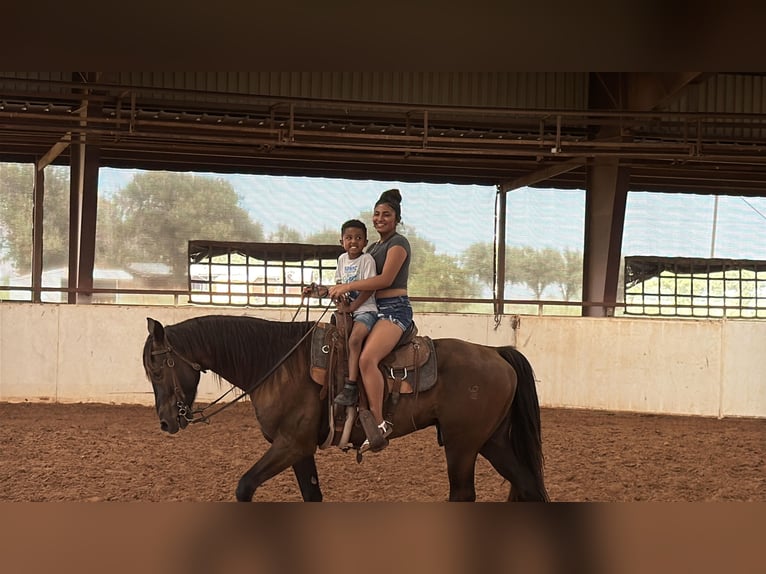 Missouri Foxtrotter Ruin 4 Jaar Zwart in Wichita Falls