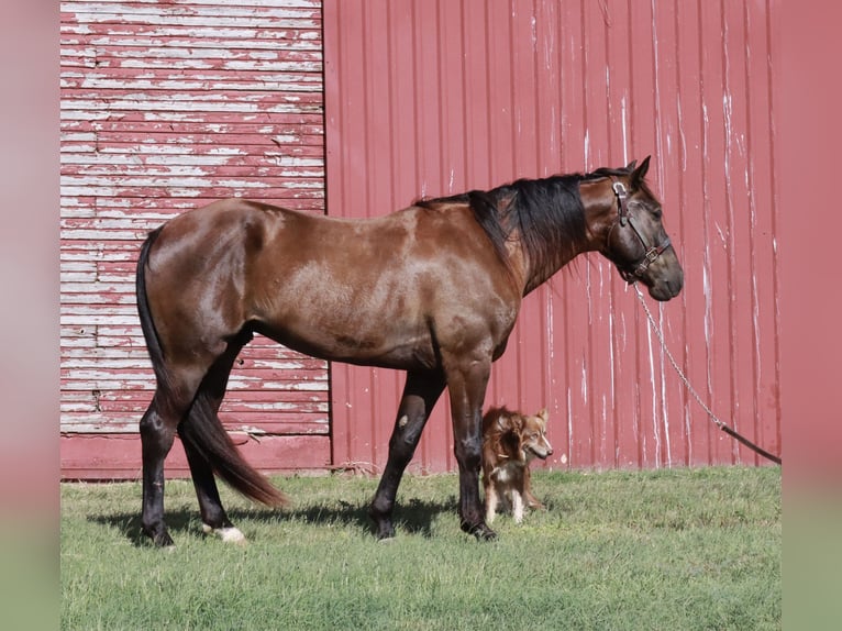 Missouri Foxtrotter Ruin 4 Jaar Zwart in Wichita Falls