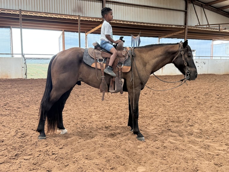 Missouri Foxtrotter Ruin 4 Jaar Zwart in Wichita Falls
