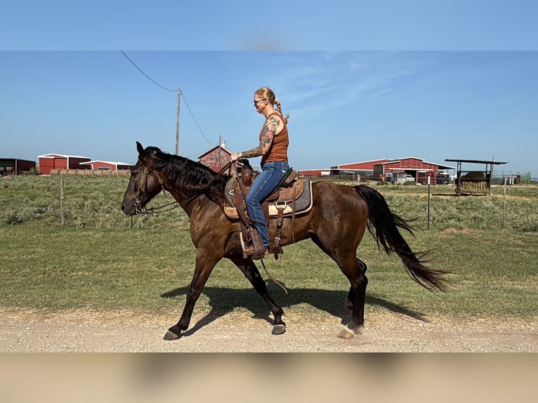 Missouri Foxtrotter Ruin 4 Jaar Zwart in Wichita Falls
