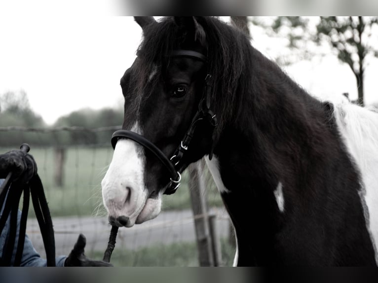 Missouri Foxtrotter Ruin 5 Jaar 155 cm Gevlekt-paard in Waltersdorf