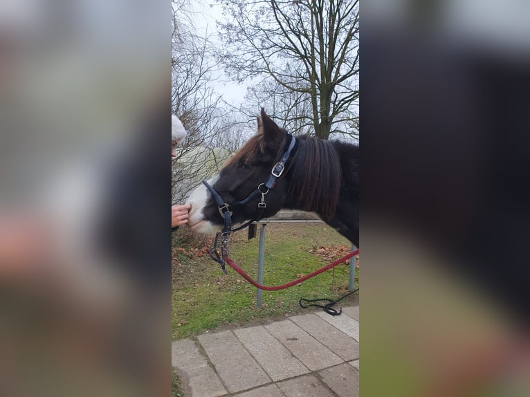 Missouri Foxtrotter Ruin 5 Jaar 155 cm Gevlekt-paard in Waltersdorf