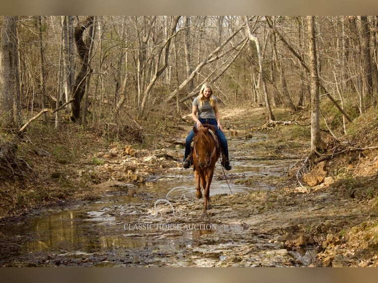Missouri Foxtrotter Ruin 6 Jaar 142 cm in Park Hills, MO