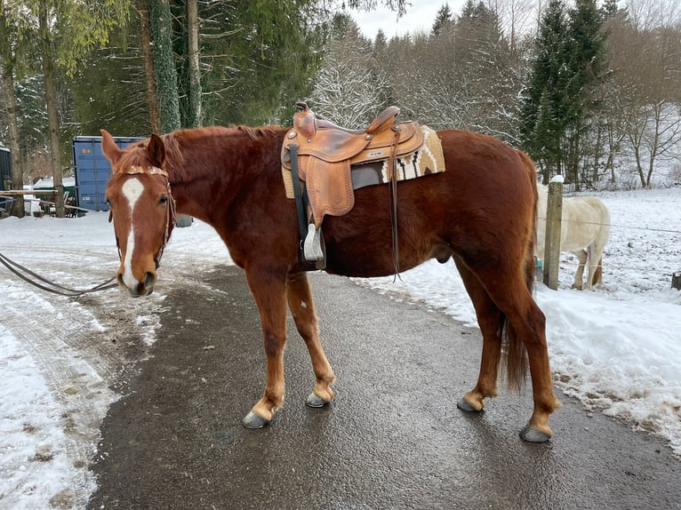 Missouri Foxtrotter Ruin 7 Jaar 153 cm Vos in Seeshaupt