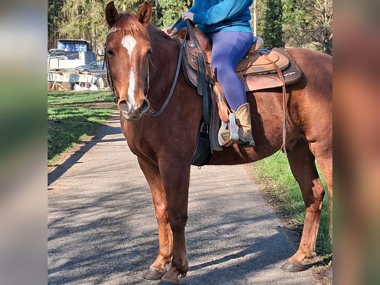 Missouri Foxtrotter Ruin 7 Jaar 153 cm Vos in Seeshaupt