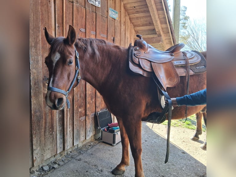 Missouri Foxtrotter Ruin 7 Jaar 153 cm Vos in Seeshaupt