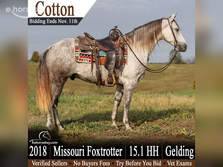 Missouri Foxtrotter Ruin 8 Jaar 155 cm Appelschimmel in Somerset, KY
