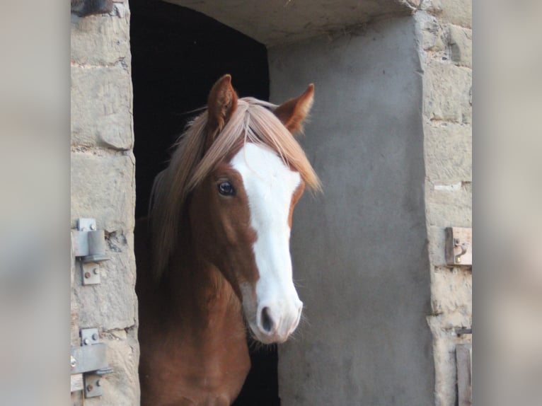 Missouri Foxtrotter Stallion 1 year Chestnut-Red in Blomberg